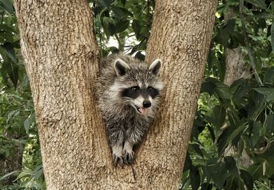 Front view of bear cat on tree