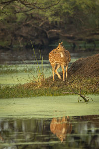 Deer in a lake