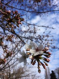 Close-up of cherry blossoms in spring