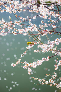 Close-up of cherry blossoms in spring