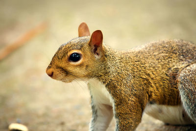 Close-up of squirrel