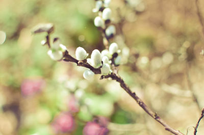 Close-up of flowering plant