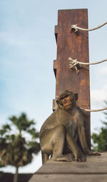 Low angle view of monkey sitting against the sky