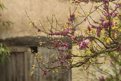 Close-up of pink flowers on tree