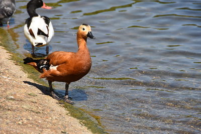 Duck drinking water