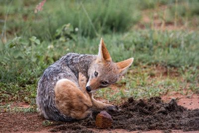 Close-up of squirrel on field