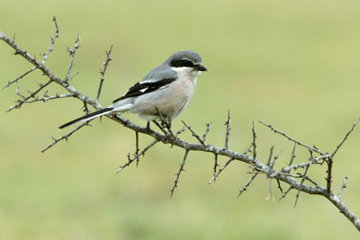 Close-up of bird perching on branch