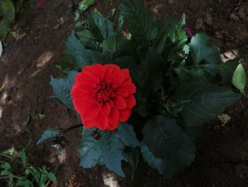 High angle view of red flowering plant