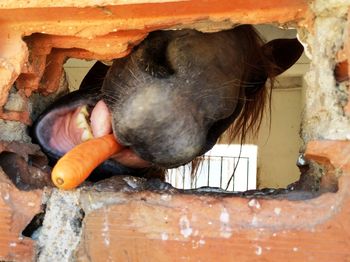 Close-up of hand eating horse