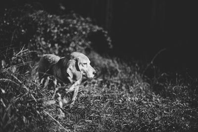 Dog on field