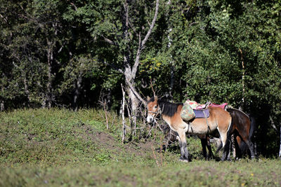 Horse standing on field against trees