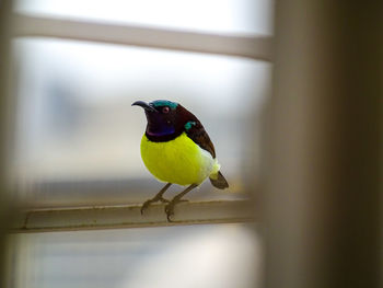 Close-up of bird perching