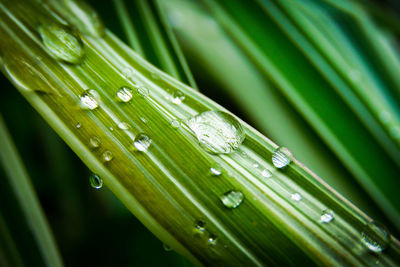 Close-up of raindrops on green leaves