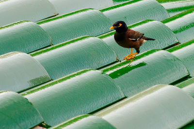 Close-up of bird perching
