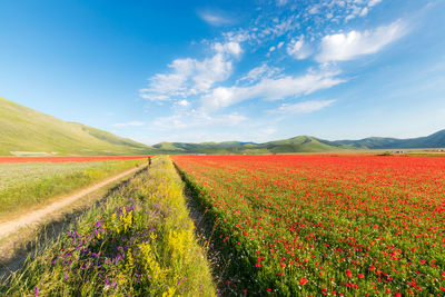 Scenic view of field against sky