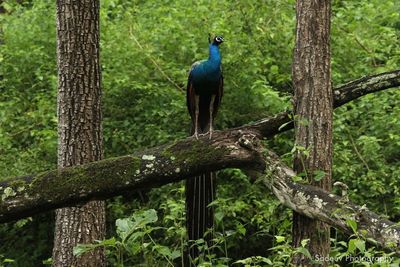 Animal in forest