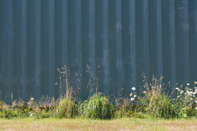 Plants growing on field