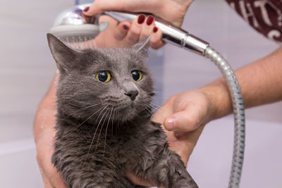 Cropped hands of woman assisting man in bathing kitten at home