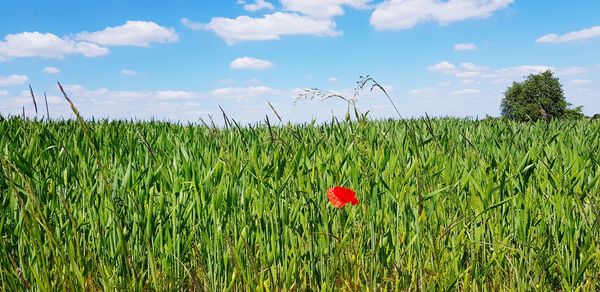 Scenic view of poppy field against sky