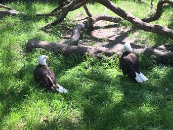 View of birds on grass