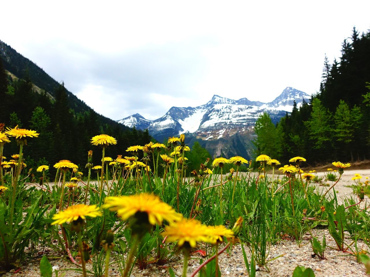 mountain, beauty in nature, plant, growth, flower, yellow, flowering plant, scenics - nature, sky, nature, landscape, tranquility, mountain range, tranquil scene, land, environment, no people, freshness, day, field, outdoors, mountain peak, snowcapped mountain