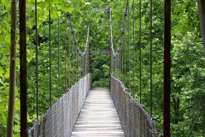 Footbridge amidst trees in forest