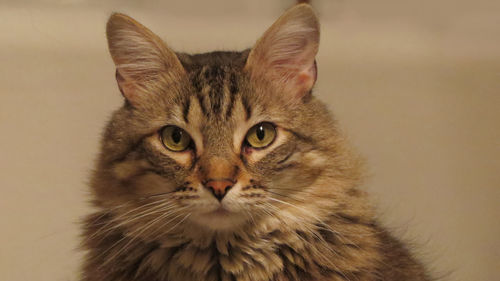 Close-up portrait of cat