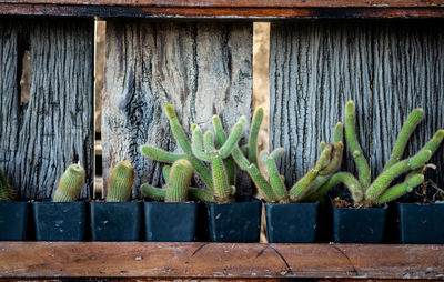 Close-up of succulent plant