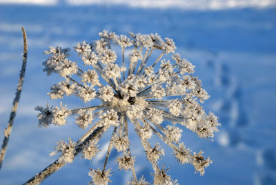 Close-up of frozen plant on land