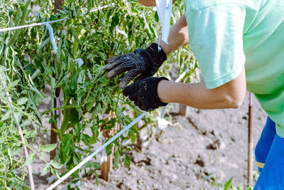 Harvesting tomatoes with gloved hands,close up. natural product from my garden