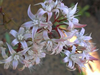 Close-up of white flowers blooming outdoors