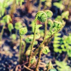 Close-up of plant growing outdoors