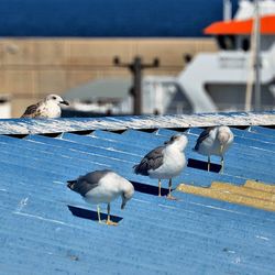 Close-up of seagull perching on water against sky