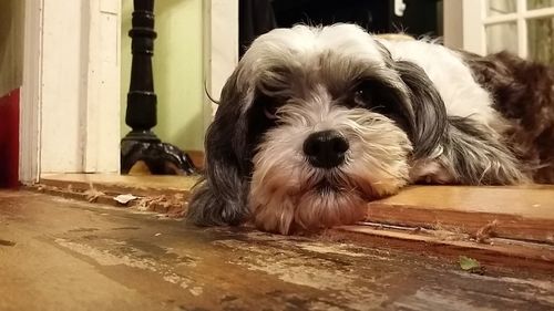 Portrait of dog at home