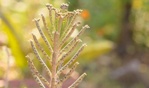 Close-up of flowering plant