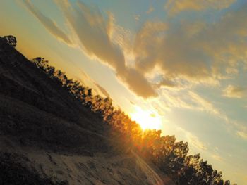 Low angle view of trees against sky during sunset