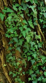 Full frame shot of ivy growing on field