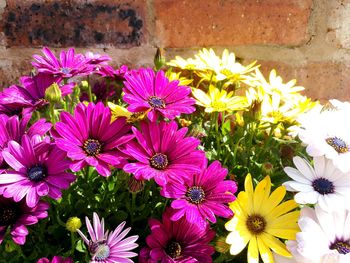Close-up of flowers blooming outdoors
