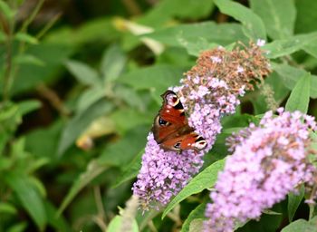 Close-up of butterfly pollinating on flower