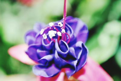 Close-up of flower against blurred background