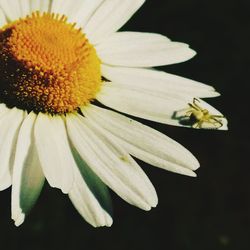 Close-up of bee on yellow flower