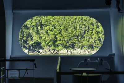 Trees seen through window