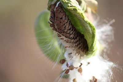 Close-up of milkweed seeds growing outdoors