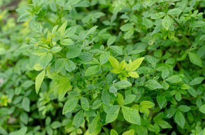 Full frame shot of fresh green plants