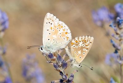 Close-up of butterfly pollinating on flower