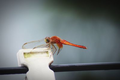 Close-up of insect on wall