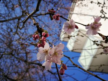 Low angle view of cherry blossoms in spring