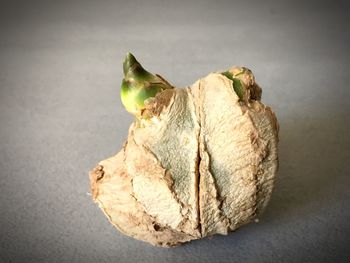 Close-up of dried leaf on table