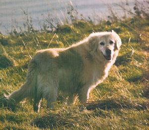 View of dog on field