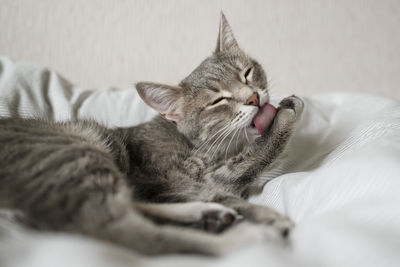 Close-up of a cat lying on bed